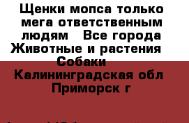 Щенки мопса только мега-ответственным людям - Все города Животные и растения » Собаки   . Калининградская обл.,Приморск г.